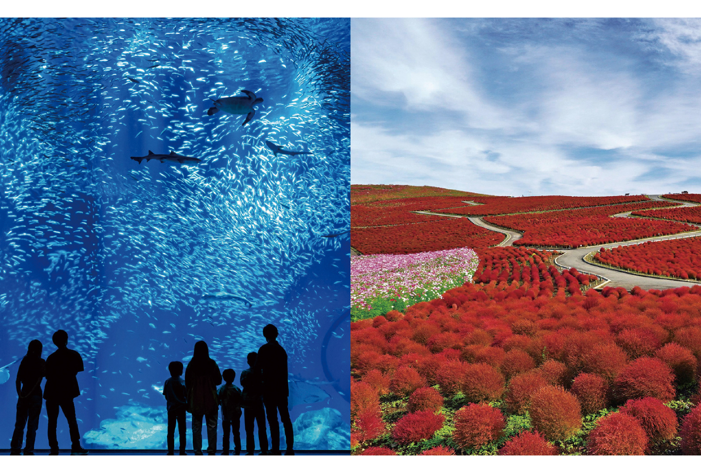 アクアワールド茨城県大洗水族館＋国営ひたち海浜公園　セット券（茨城）