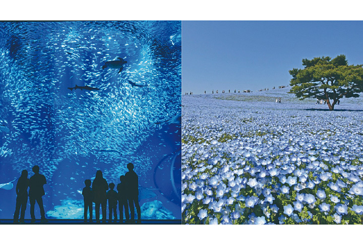 アクアワールド茨城県大洗水族館＋国営ひたち海浜公園　セット券（茨城）