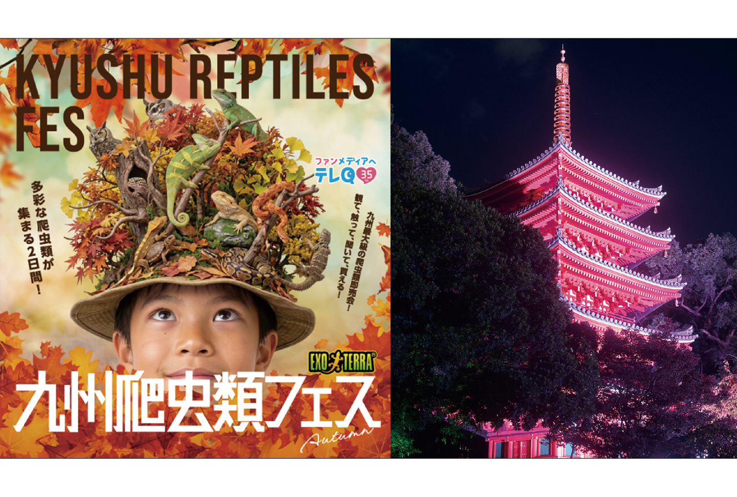 「九州爬虫類フェス2026 Autumn」 「博多旧市街ライトアップウォーク2026」セット券