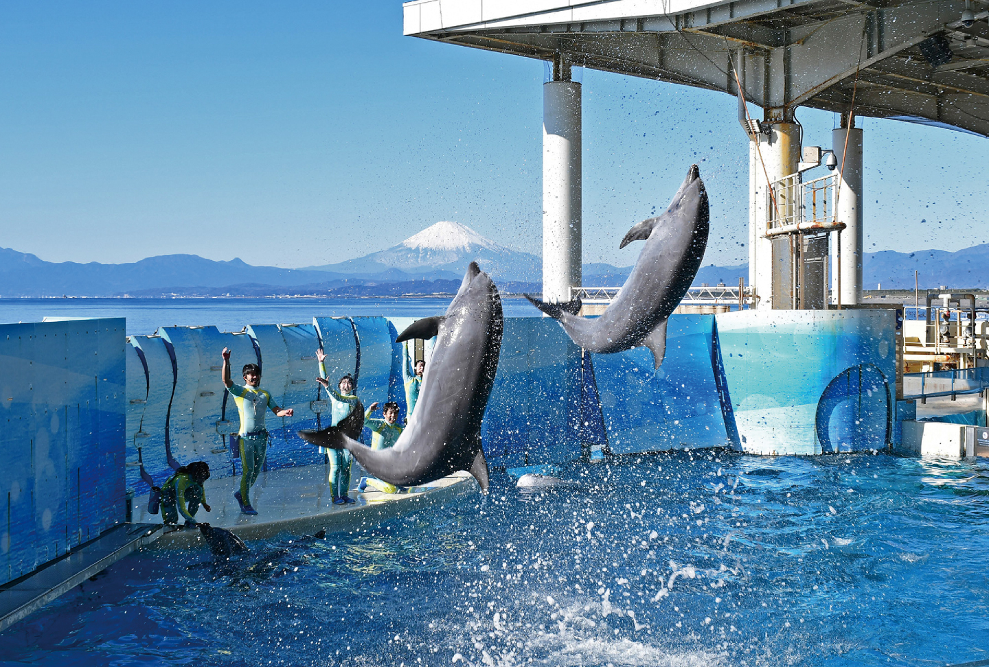 新江ノ島水族館（神奈川）｜7ぴあ Web magazine (7ぴあ Web magazine)