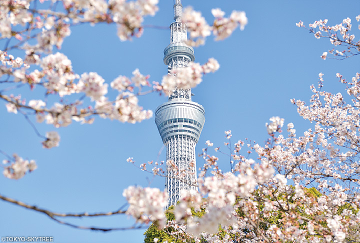 東京スカイツリー®（東京）