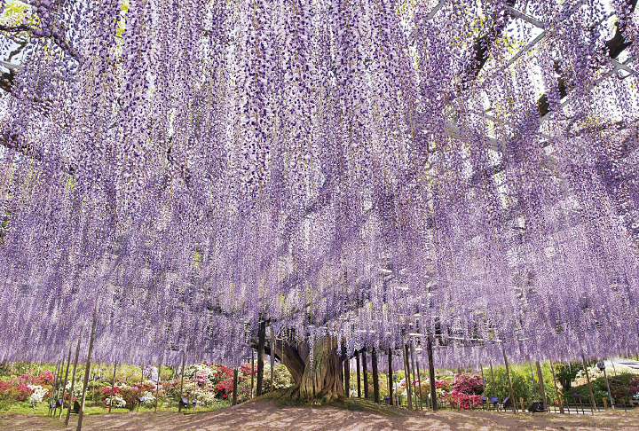 あしかがフラワーパーク「ふじのはな物語」（栃木）
